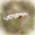 Ladybird crawling Royalty Free Stock Photo
