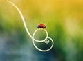 little red ladybug crawling on the green grass in a spiral in the summer meadow