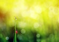 Little red ladybug crawling on a green lush grass covered with g Royalty Free Stock Photo