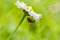 Little red ladybug on a daisy flower on green background