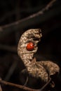 Little red ladybug or ladybird on dry brown leaf in autumn garden, forest or park. Close up shot Royalty Free Stock Photo