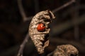 Little red ladybug or ladybird on dry brown leaf in autumn garden, forest or park. Close up shot Royalty Free Stock Photo