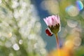 Little red ladybug from my garden.