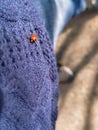 little red ladybug on a purple sweater