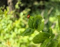 little red ladybug sitting on green leaf close up in shadows during sunny day Royalty Free Stock Photo
