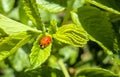little red ladybug sitting on green leaf close up in sun light during sunny day Royalty Free Stock Photo