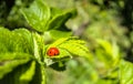 little red ladybug sitting on green leaf close up in sun light during sunny day Royalty Free Stock Photo