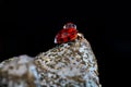 A little red ladybug is walking with a drop on her back. Royalty Free Stock Photo