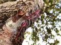 Little red leaves grow on the lower trunk of the tree