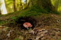 Little red mushroom on the forest floor Royalty Free Stock Photo