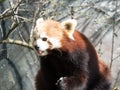 Little red panda at the food. Closeup while eating Royalty Free Stock Photo