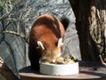 Little red panda at the food. Closeup while eating Royalty Free Stock Photo