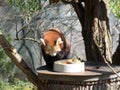 Little red panda at the food. Closeup while eating Royalty Free Stock Photo