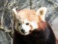 Little red panda at the food. Closeup while eating Royalty Free Stock Photo