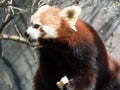 Little red panda at the food. Closeup while eating Royalty Free Stock Photo