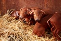 Little red piggys Royalty Free Stock Photo