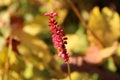 Little red plant