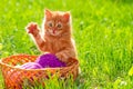 Little red playful kitten with a wool of thread on the green grass Royalty Free Stock Photo