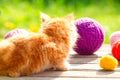 Little red playful kitten with a wool of thread on the outdoors Royalty Free Stock Photo