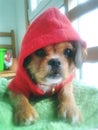 Little red riding hood dog
