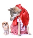 Dressed Saarloos wolfdog and chihuahua