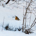 Little red Robin on a snowy ground Royalty Free Stock Photo