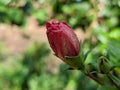 Little red Rose bud in my house