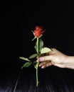 Little red rose in female hand on a black background, selective focus, concept Royalty Free Stock Photo