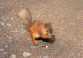 Little red squirrel Royalty Free Stock Photo