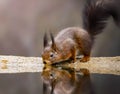 The little red squirrel is drinking clean river water early in the morning Royalty Free Stock Photo