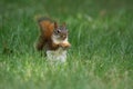 Little Red Squirrel eating an acorn in the grass in Fall Royalty Free Stock Photo