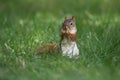 Little Red Squirrel eating food in the grass in Fall Royalty Free Stock Photo