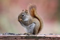 Little Red Squirrel in Fall Royalty Free Stock Photo