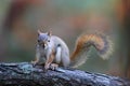 Little Red Squirrel in Fall