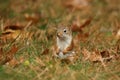 Cute Little red squirrel Sitting in Fall leaves Royalty Free Stock Photo