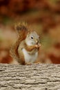 Little Red Squirrel eating food on a log in Fall Royalty Free Stock Photo