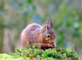Little red squirrel is nibbling on a hazelnut while sitting in the forest