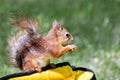 Little red squirrel sitting on bag and holding a nut on blurred Royalty Free Stock Photo