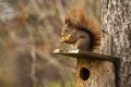 Little Red Squirrel Sitting On Birdhouse In Autumn.