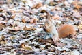 Little red squirrel sitting on dry fall foliage and eating nuts Royalty Free Stock Photo