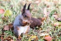 Little red squirrel sitting on the ground with brown dry fall le Royalty Free Stock Photo