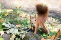 Little red squirrel sitting on ground covered with fall leaves Royalty Free Stock Photo