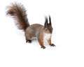 Red squirrel standing on snowy ground in winter Royalty Free Stock Photo