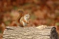 Cute Little red squirrel Sitting on a log in Fall with Peanuts Royalty Free Stock Photo