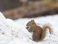 Little Red Suirrel snacking in the snow Royalty Free Stock Photo