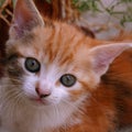 A little red tabby kitten looks into the camera. This orange tabby kitty has a white muzzle nose and blue eyes.