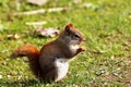 Red-Tailed Squirrel in sunlight Royalty Free Stock Photo