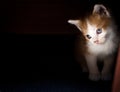 Little red and white homeless kitten with blue eyes look out from the dark Royalty Free Stock Photo