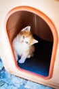 Little red and white homeless kitten with blue eyes look out from outdoor doghouse. Vertical photo. Cute pet outdoors Royalty Free Stock Photo