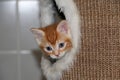 a little red and white kitten lies in the cave of the scratching post and looks out Royalty Free Stock Photo